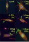 Cleaved LC3B Antibody